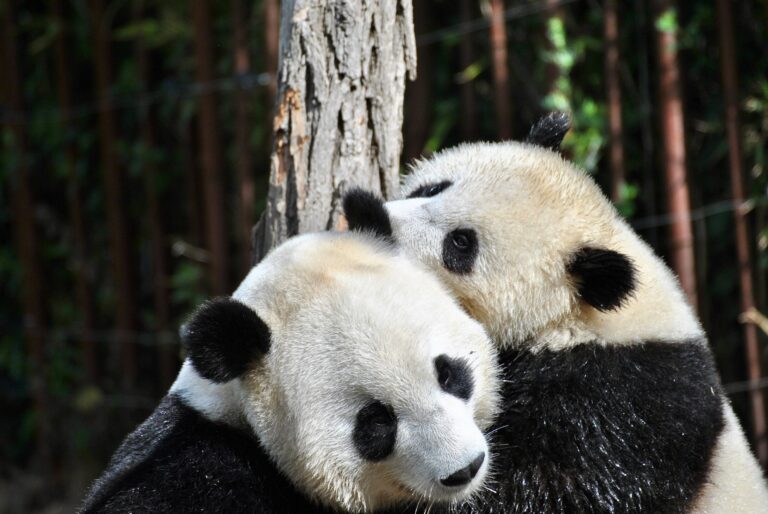 GUIA DE CHENGDU: LA CIUDAD DE LOS PANDAS.